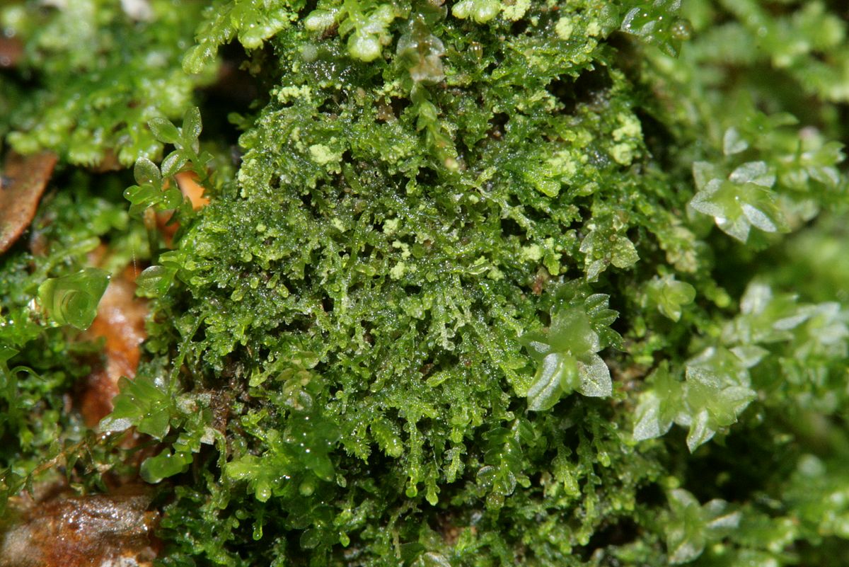 Представитель Семейства Cephaloziaceae